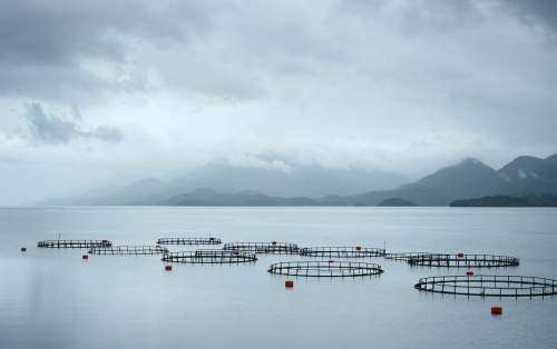 Fish farming – a sustainable future